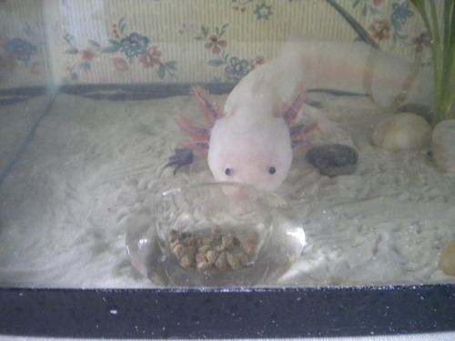 koryos:  koryos:  so i’ve been experimenting with ways to make the axolotls’ feeding less messy and i found these tiny candleholders that looked perfect but i put food in one for moony and he keeps biting the sides and going all around it and he