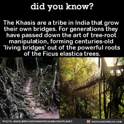 did-you-kno:  The Khasis are a tribe in India that grow  their own bridges. For generations they  have passed down the art of tree-root  manipulation, forming centuries-old  ‘living bridges’ out of the powerful roots  of the Ficus elastica trees.