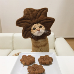 catsbeaversandducks:  “Sir, would you please