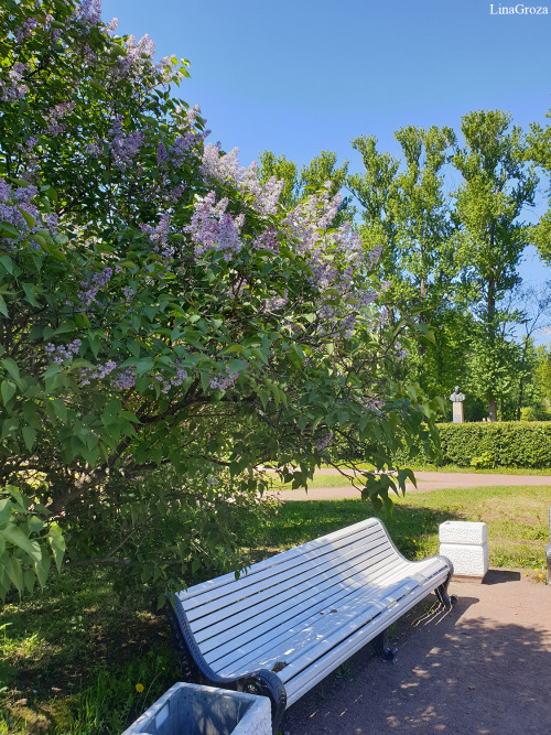 More lilac ~ Photos by Lina Groza