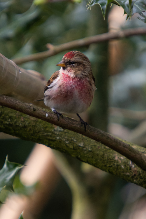 So many little Redpoll about at the moment