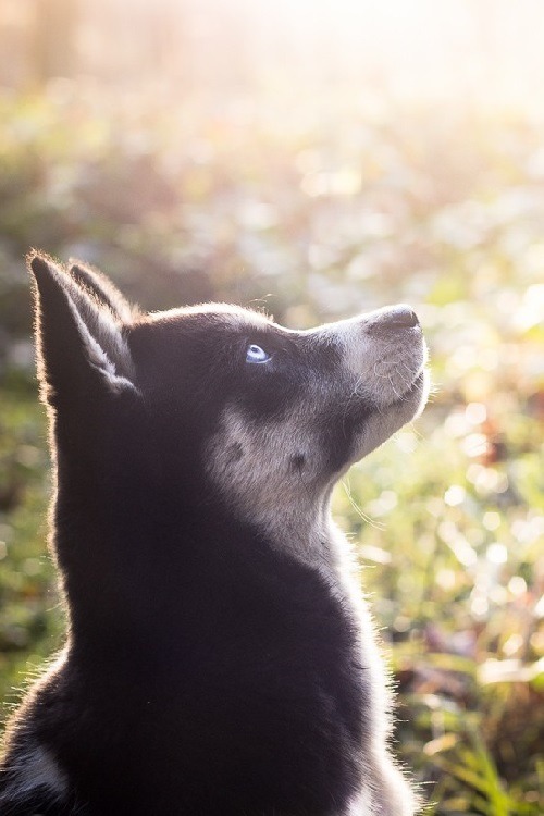 wolverxne:  Little Husky | by: { Adéla Havlíčková }