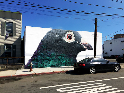 itscolossal:Extraordinary Pigeons Take Flight in Large-Scale Feathery Murals by Adele Renault 