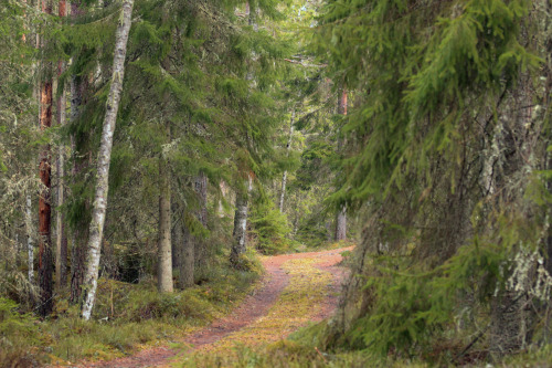 The old forest road. 