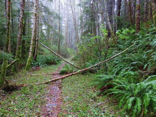 Cummins Ridge Trail by yunckette
