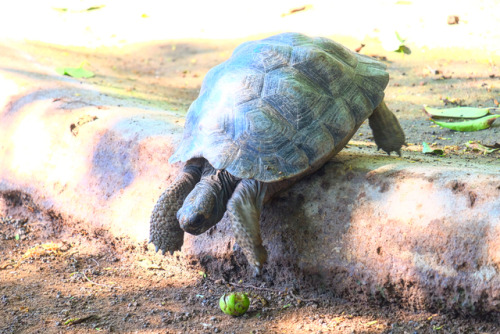 My heart❤️ • • • • • @ericniehe #galapagos #galapagosislands #santacruz #santacruzisland #tortoises 