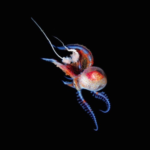 nevver:  Monsters of the deep, Joshua Lambus