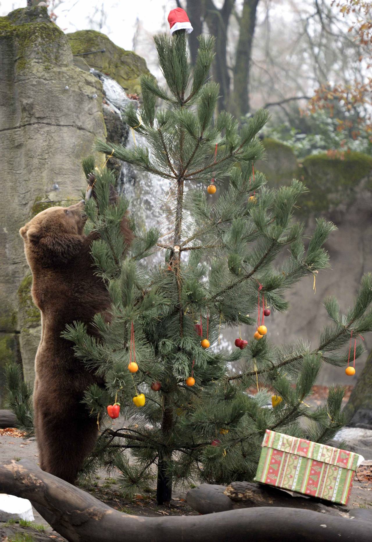 bears–bears–bears:  Christmas Feeding Session in Hamburg Merry Christmas! ʕ•ᴥ•ʔ 