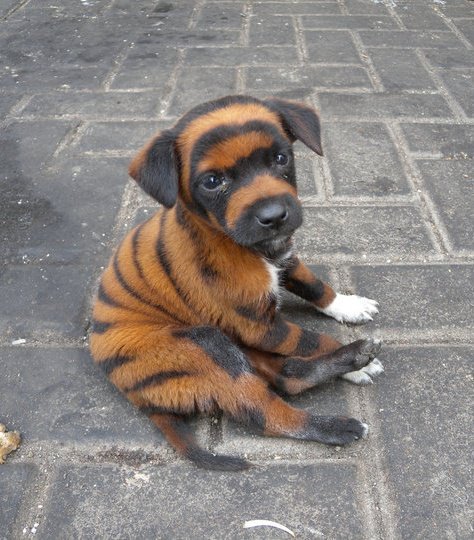 cuteanimalspics:  Running away to the circus, it’s a tigers life for me!…