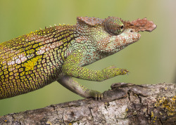 creatures-alive:  Dwarf fishers chameleon