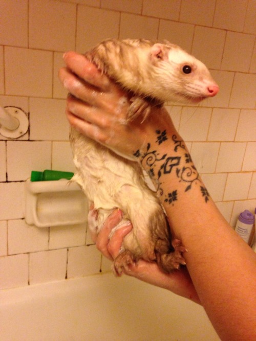 Sex stringmouse:  Bath time! You can tell he pictures