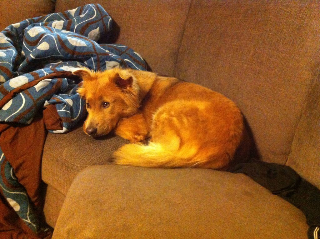 cute-overload:  A few weeks ago I rescued this beautiful boy from the local animal