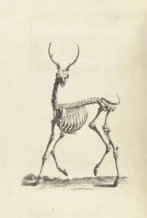 magictransistor:  William Cheselden, Osteographia (The Anatomy of Bones), London, 1733.