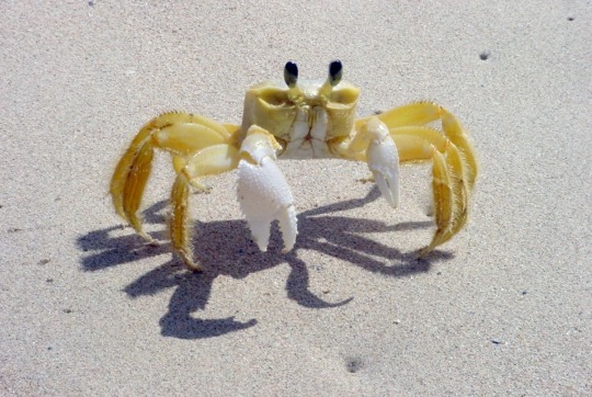    Cute Crabs    adult photos