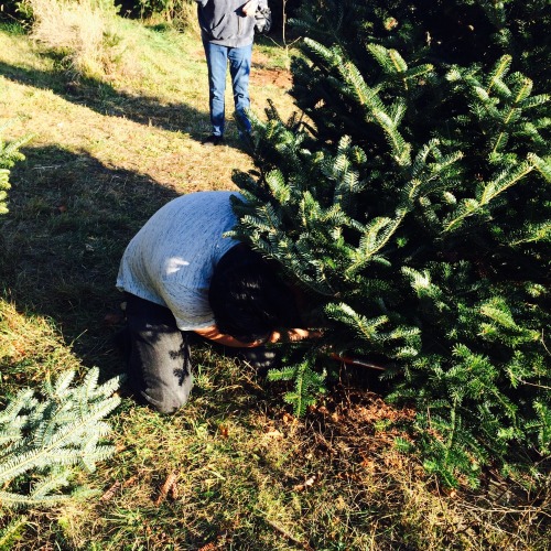 faetouchedinthehead:  adaptingtobrooklyn:  leholana:  adaptingtobrooklyn:  leholana:  Sawed our Christmas tree down today!  Reminder - be sure to re-cut before placing in water at home so that it drinks plenty of water and slows the drying out process.