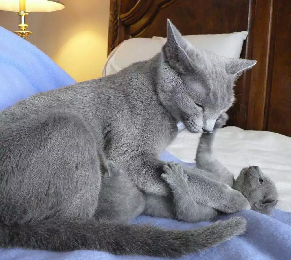 Male russian blue cat