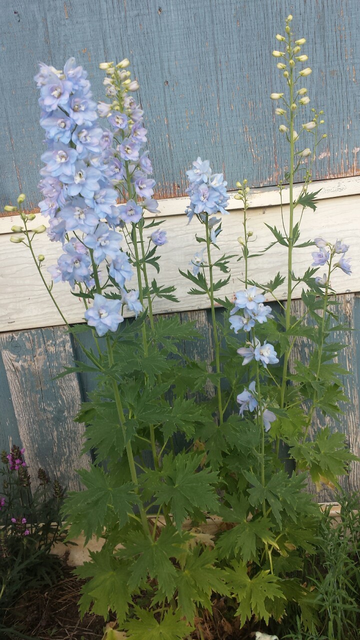 infcted: my moms garden is going along well!! 