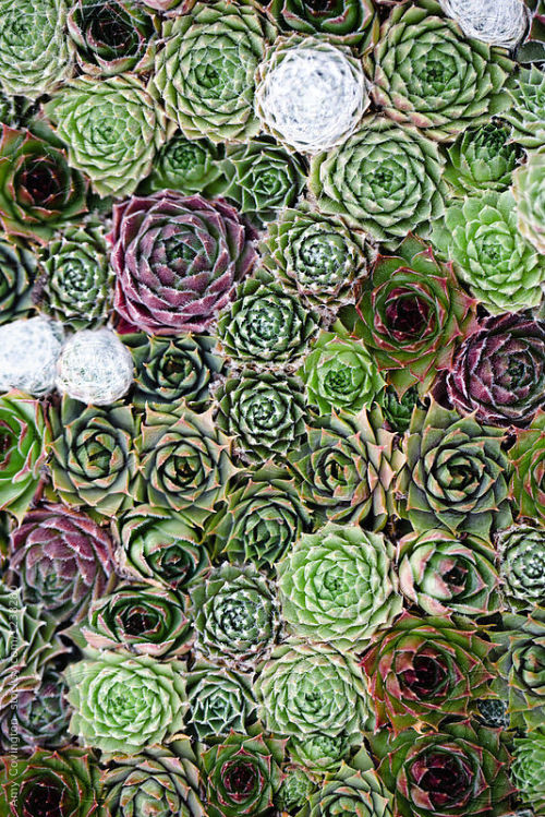 Succulent wall  By amycovingtonAvailable to license exclusively at Stocksy
