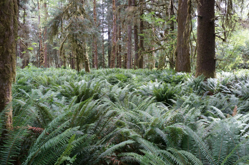 pacificnorthwestdoodles: vampirefinch: tepuitrouble: Hoh rainforest, Washington State. Ah, one day w