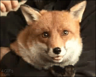 foxpost-generator:okay-pause:Fox BrushieI AGREE