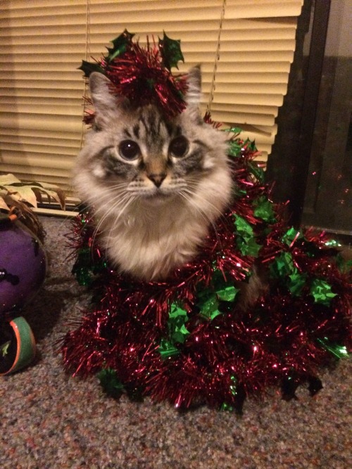 birbling: Christmas spirit