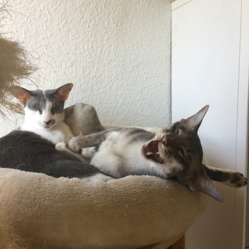 shenannygans:it’s too hot to do anything(yes, I know I need to replace the cat tree but it’s too hot