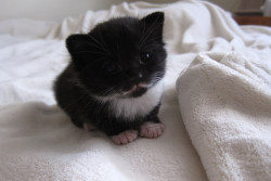 awwww-cute:  Mitten the Kitten 