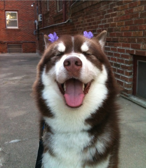 thecutestofthecute:  Even though Hotdiggitydogblog is not here anymore, we will always