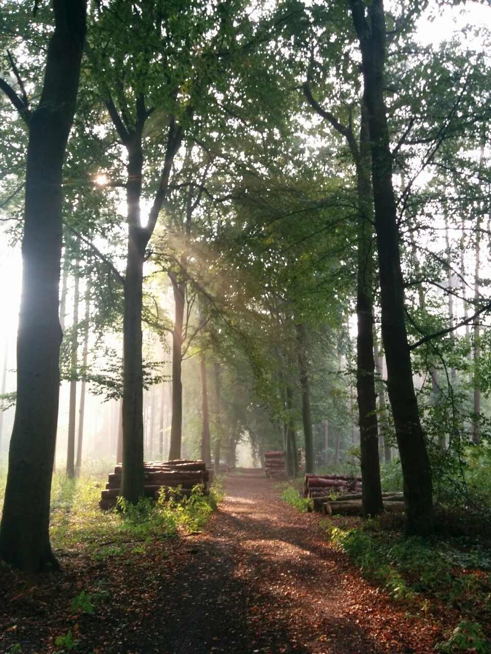 wiitch-craft:  philipwernerfoto:  After the rain. Forest in Risen, Hamburg, where