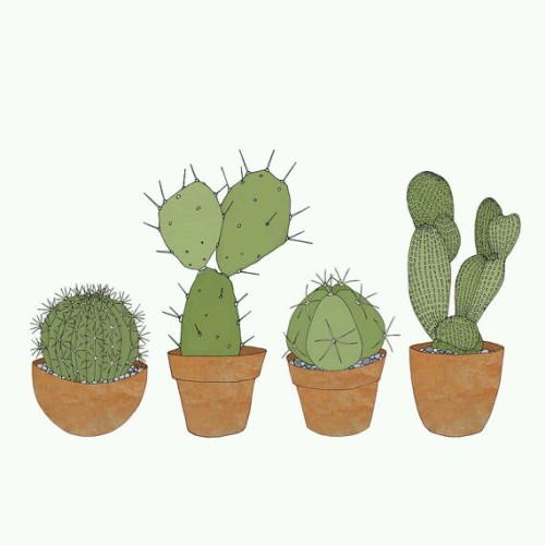 yadira-plants-are-friends:Ilustración cactus