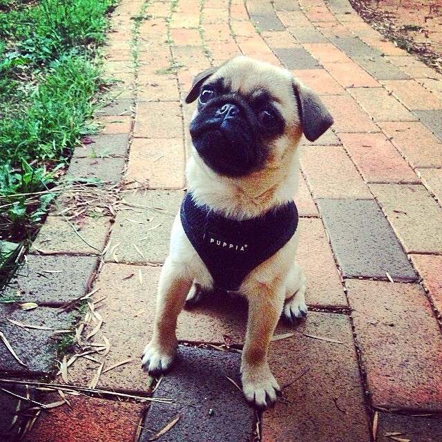 ilovepugs4ever:  Follow Dog Quotes. 