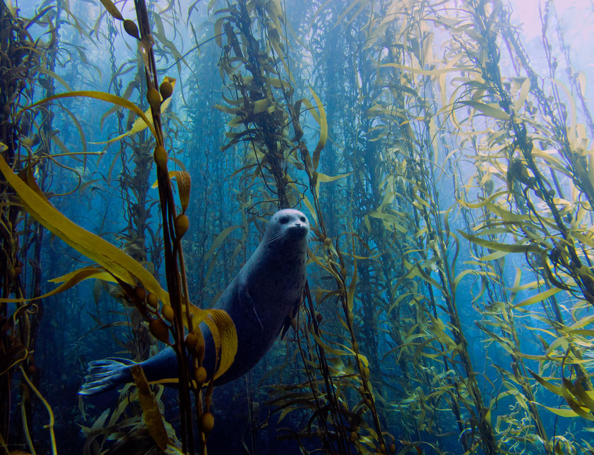 parvifolium:
“ starfishheart:
“ ironandvalor:
“ Kelp forests have always been so…….alluring to me. I used to watch videos of orcas darting in between the stretches of green; I fell in love.
” ”