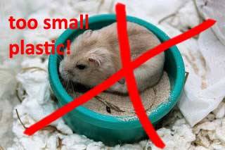 10 Steps To Care For Your Hamster (long post!) adult photos