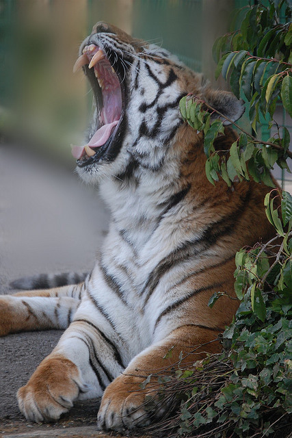 jaws-and-claws:  Paradise Wildlife Park: Tiger by —CWH— on Flickr.