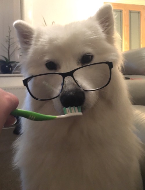tyridot:  scientist cloud examines a dog toothbrush. conclusion: it tastes like dog food toothpaste 