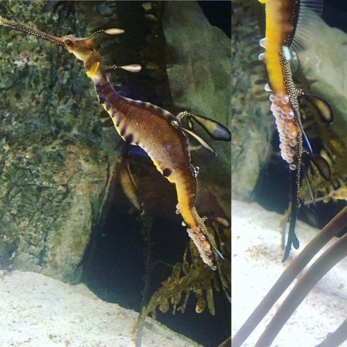 why-animals-do-the-thing: wadttinstagram: This #leafyseadragon at the #sheddaquarium has freshly lai