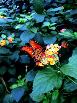 buddhafulnikki:  Bronx Zoo Butterfly Garden