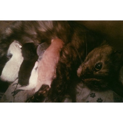 femme-megababe:  benditlikebeckhamsadnessblog:  #dailykittenpost  #stillmadyouwontgivemeone