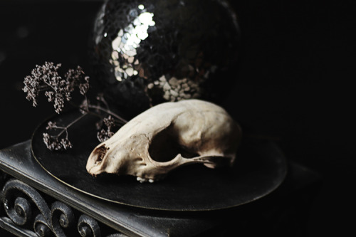 cuntessa:  Crystal’s Skulls by R.J. Anderson Art 2014 