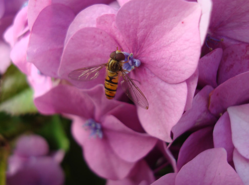 A little hoverfly drinking up the last of the warm weather this year. The natural world is so beauti