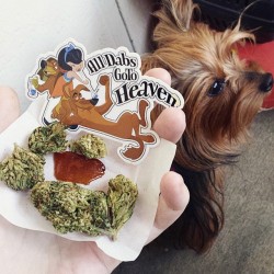 grospot:  http://www.grospot.com @bossdabber Shout out to @thedankfairy and her cute yorkie! Reppin the #alldabsgotoheaven slap and some good lookin nug n shatter #710 #420 #iwillmarrymary #high365 #areyouhighyet #ostf #dab #naturalbornstoner #staylifted
