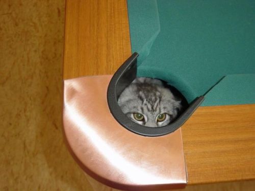 awesome-picz:  Ninja Cats That Have Mastered The Ancient Art Of Ninjutsu