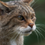 littleferalcat