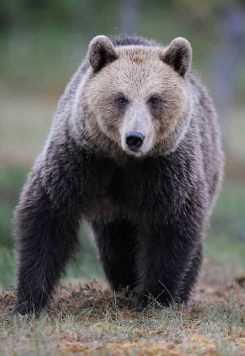 fuck-yeah-bears:  Eurasian Brown Bear by Staffan Widstrand 