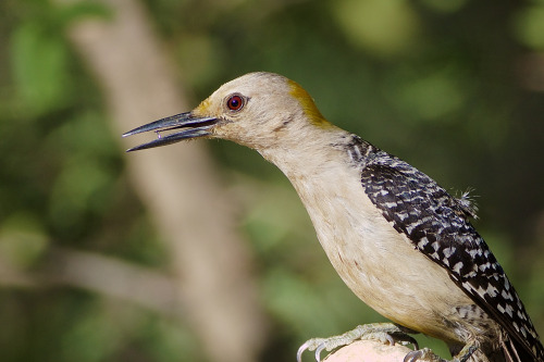 Golden-fronted Woodpecker (Melanerpes aurifrons), Kimble County, Texas.