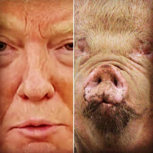 Which is the real pig, which one is trumpf?  https://www.instagram.com/p/BxBw6JDn41v/?utm_source=ig_tumblr_share&igshid=1fojp9m2k64ue