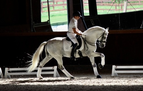 Amaranto de AimaranPegaso XX  x  Organza II Andalusian,...