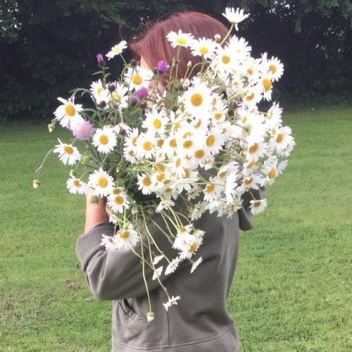 Cueillette matinale. Pour vous les Igettes. Bon dimanche. #sunday #flowerstagram #flowers #marguerit