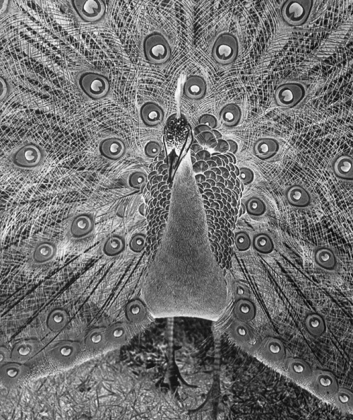 Peacock, 1938Wolf Suschitzky 