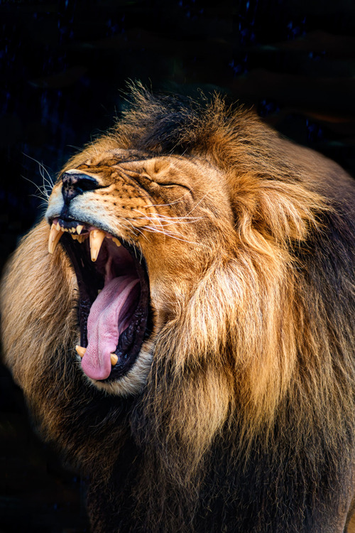 plasmatics:  The King Roars | by Bipphy Kath [via/more] 